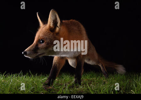 Urban Fuchs besuchen einen London-Garten in der Nacht Stockfoto