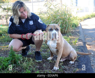 Wendy Joyce, Branford Animal Control Officer, protzt "Nino", eine 5-jährige Pit Bull Mix in Branford CT USA Stockfoto