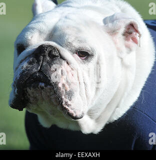 Yales "Hansom Dan" schien einen schlechten Geschmack im Mund zu haben, wie Harvard mit dem Spiel weggezogen. Stockfoto