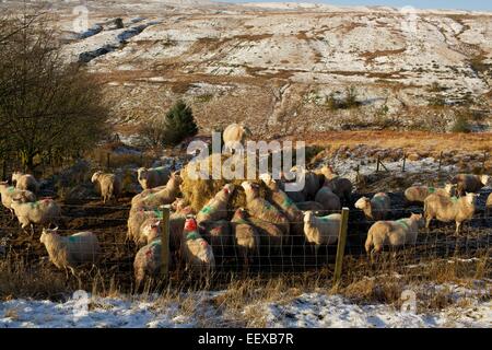 Schaf steht oben auf einem Hügel von Heu für die Fütterung der Schafe in den Brecon Beacons National Park, Wales, Vereinigtes Königreich, EU dargelegt. Stockfoto