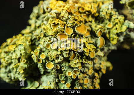 Foliose Flechten auf einem Ast Stockfoto