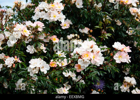 Rosa "Offenen Armen" AGM Stockfoto