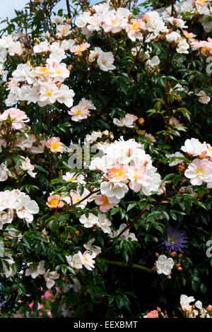 Rosa "Offenen Armen" AGM Stockfoto