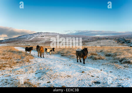 Dartmoor-Ponys im Schnee mit Grundnahrungsmittel Tor im Hintergrund Stockfoto