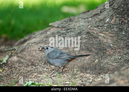 Graues Catbird auf Nahrungssuche am Boden in der Nähe großer Baum Stockfoto