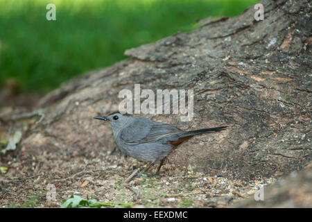 Graue Catbird auf Nahrungssuche am Boden in der Nähe großer Baum. Stockfoto