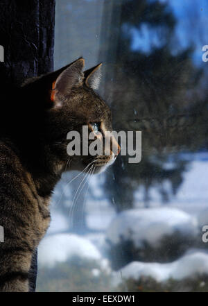 Tabby Katze Blick aus Fenster im Winter Stockfoto