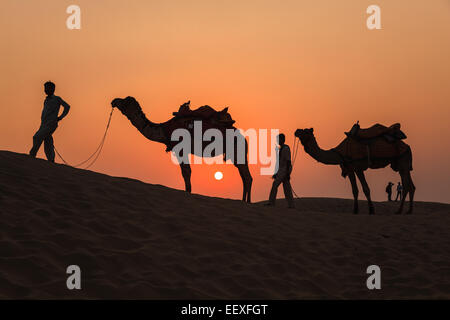 Kamele und Sonnenuntergang in der Wüste Thar in Jaisalmer, Rajasthan, Indien Stockfoto