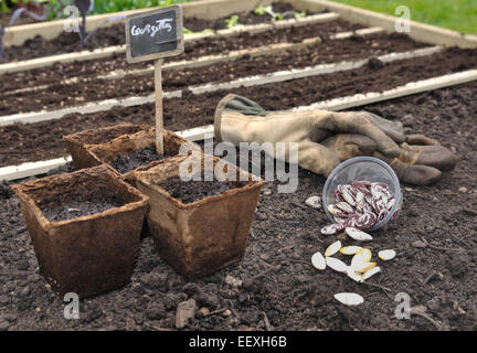 Saat- und Pflanzgut in biologisch abbaubaren Töpfen für kleinen Gemüsegarten Stockfoto