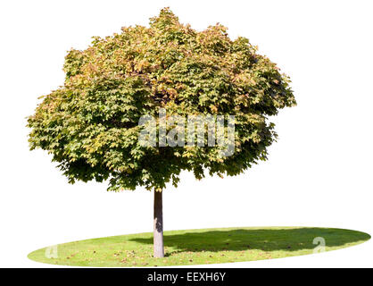 Zwergenhaften sonnige goldenen Herbst Ahornbaum und langen Schatten auf einer grünen Wiese. Isoliert Stockfoto