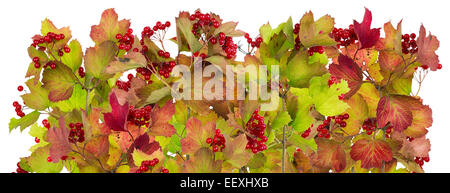 Großen Linienrahmen aus echten Herbst Guelder-Rose Zweige Wuth rote Beeren. Isolierte collage Stockfoto