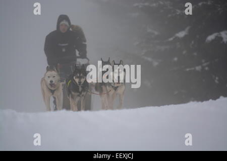 Sedivackuv langes Rennen, mushing, Musher, Hunde, Hundeschlitten, Rennen Stockfoto