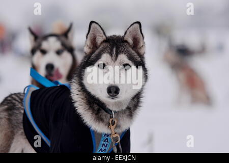 Sedivackuv langes Rennen, mushing, Musher, Hunde, Hundeschlitten, Rennen Stockfoto