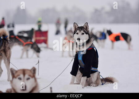 Sedivackuv langes Rennen, mushing, Musher, Hunde, Hundeschlitten, Rennen Stockfoto