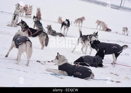 Sedivackuv langes Rennen, mushing, Musher, Hunde, Hundeschlitten, Rennen Stockfoto