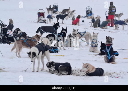 Sedivackuv langes Rennen, mushing, Musher, Hunde, Hundeschlitten, Rennen Stockfoto