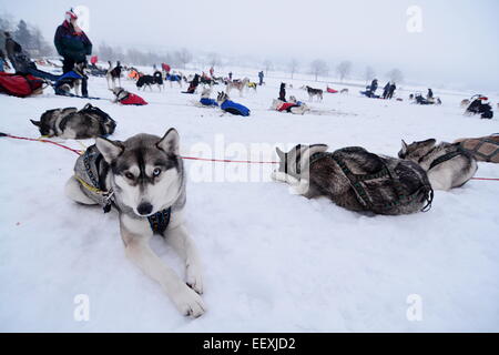 Sedivackuv langes Rennen, mushing, Musher, Hunde, Hundeschlitten, Rennen Stockfoto