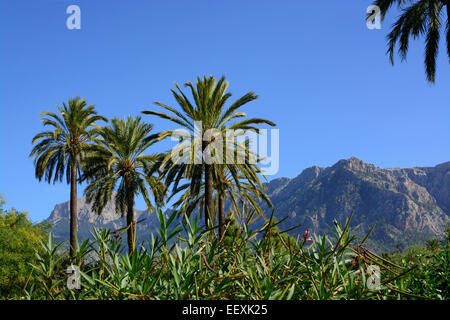 Palmen und Blick auf die Berge Landschaft in Soller. Stockfoto