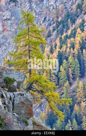 Eine einsame Lärche (Larix Decidua) auf einem Felsen, Nationalpark Gran Paradiso, Valnontey, Piemont, Italien Stockfoto