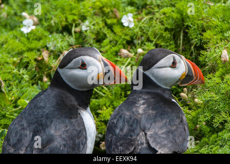 Papageientaucher (Fratercula Arctica), Skomer Island, Wales, Großbritannien Stockfoto