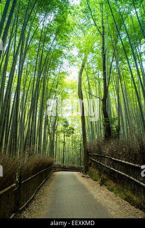 Bambushain Arashiyama Stockfoto