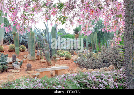 Seide Zahnseide Baum, Chorisia Speciosa, mit einer Fülle von rosa Blüten im Kaktus-Park. Stockfoto