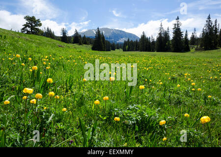 Trollblumen, lateinischen Namen Europaeus Trollblume, in einer Wiese im Naturpark Vercors, Frankreich, Juni Stockfoto