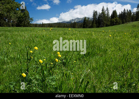 Trollblumen, lateinischen Namen Europaeus Trollblume, in einer Wiese im Naturpark Vercors, Frankreich, Juni Stockfoto