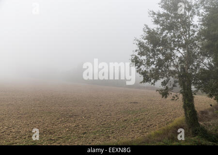 Nebel auf den Tiber und Bäume Stockfoto