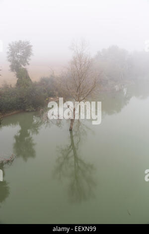 Nebel auf den Tiber und Bäume Stockfoto