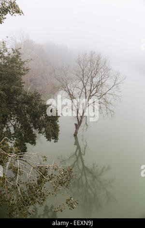 Nebel auf den Tiber und Bäume Stockfoto