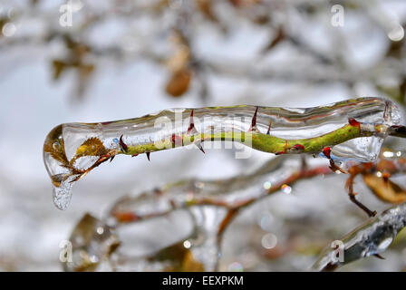 Eiszapfen am Zweig nach einem Winter Gefrierender Regen Stockfoto