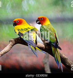 Bunt gelb Papagei, Sun Conure (Aratinga Solstitialis) Stockfoto