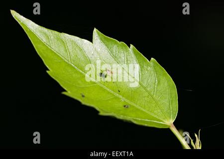 Spinne wirft einen Schatten auf einem Hibiskus-Blatt, Schatten im Fokus, Spinne verschwimmen Stockfoto