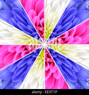 Blütenmitte symmetrischen Collage aus der Sammlung von Chrysanthemen. Stücke sind in symmetrischen Stücke Seamlesly geteilt. Stockfoto