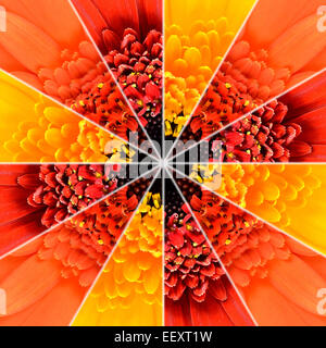 Blütenmitte symmetrischen Collage aus der Sammlung von Gerbera Blumen. Stücke sind in symmetrischen Stücke Seamlesly geteilt. Stockfoto