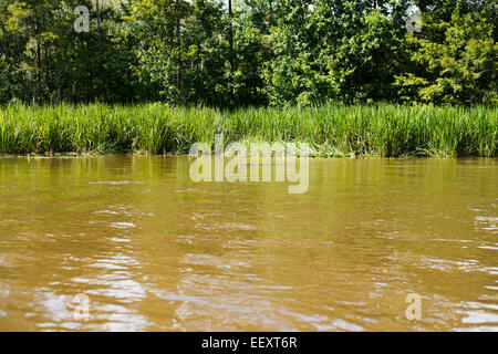 Louisiana Sumpf Land, Delta, Feuchtgebiete. Mississippi Fluß. Stockfoto
