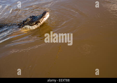 Louisiana Sumpf Land, Delta, Feuchtgebiete. Mississippi Fluß .alligator Stockfoto