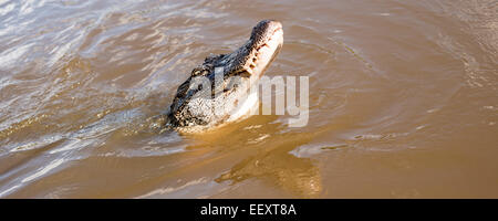 Louisiana Sumpf Land, Delta, Feuchtgebiete. Mississippi Fluß .alligator Stockfoto