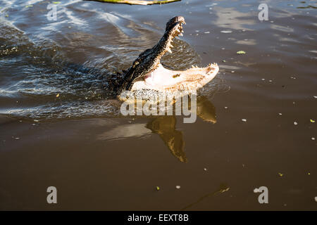 Louisiana Sumpf Land, Delta, Feuchtgebiete. Mississippi Fluß .alligator Stockfoto