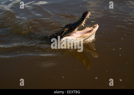 Louisiana Sumpf Land, Delta, Feuchtgebiete. Mississippi Fluß .alligator Stockfoto