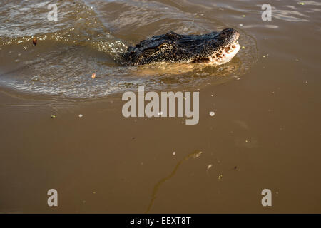 Louisiana Sumpf Land, Delta, Feuchtgebiete. Mississippi Fluß .alligator Stockfoto