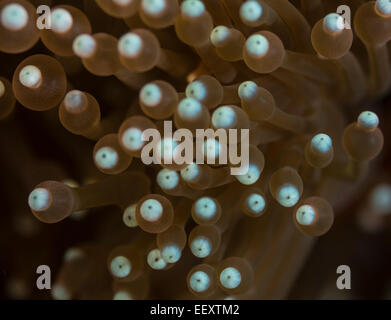 Detail eines herrlichen Seeanemone Stockfoto