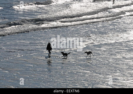 Eine Frau geht ihren beiden Hunden eine Cornish Strand entlang Stockfoto