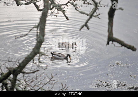 Zwei Mallard Enten auf dem Penryn-Fluss in Cornwall Stockfoto