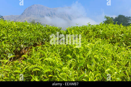 Teeplantage zeigt, dass Teeblätter reif für die Ernte an einem sonnigen Tag und gegen eine Granit-Berg in der Nähe von Munnar, Indien. Stockfoto