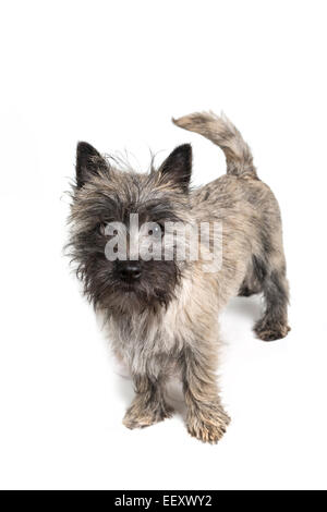 Cairn Terrier Welpen ca. 6 Monate alt, auf einem weißen Hintergrund. Stockfoto