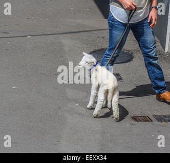 Lamm-Haustier in der Straße an der Leine mit jungen Familien zu Fuß Stockfoto