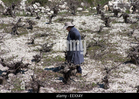 Arbeiter im Weinberg Stockfoto