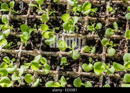 Petunien Sämlinge wachsen in einer Styropor-Schale. Stockfoto